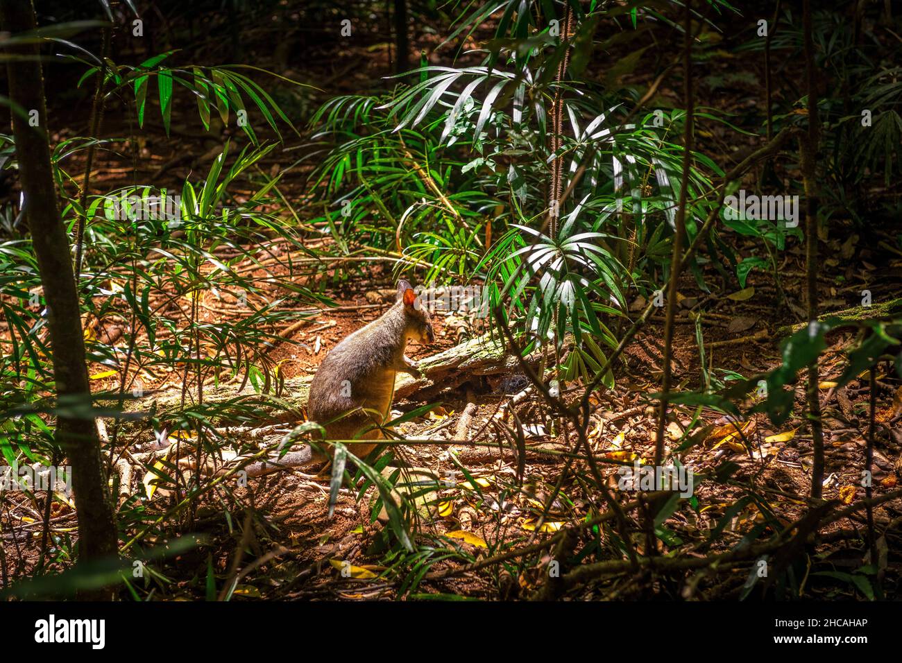 Red legged pademelon, auch bekannt als Thylogale Stigmatica, im Mary Cairncross Scenic Reserve in den Glass House Mountains Stockfoto