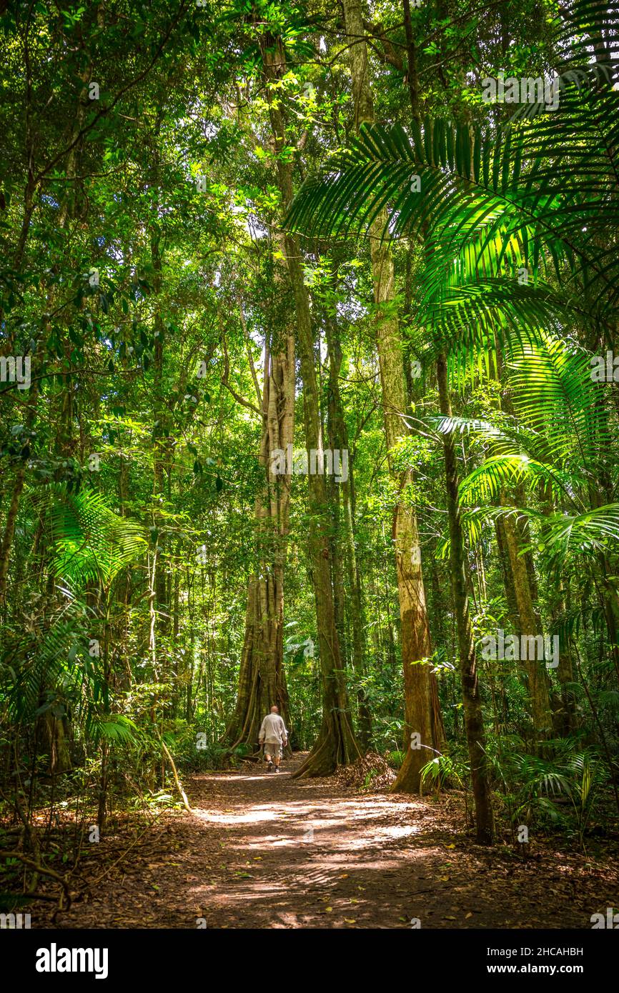 Das Mary Cairncross Scenic Reserve umfasst 55 Hektar subtropischen Regenwald mit Blick auf die Landschaft der Glass House Mountains Stockfoto