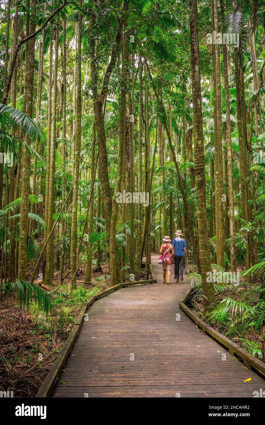 Das Mary Cairncross Scenic Reserve umfasst 55 Hektar subtropischen Regenwald mit Blick auf die Landschaft der Glass House Mountains Stockfoto