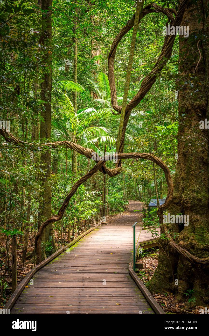 Das Mary Cairncross Scenic Reserve umfasst 55 Hektar subtropischen Regenwald mit Blick auf die Landschaft der Glass House Mountains Stockfoto