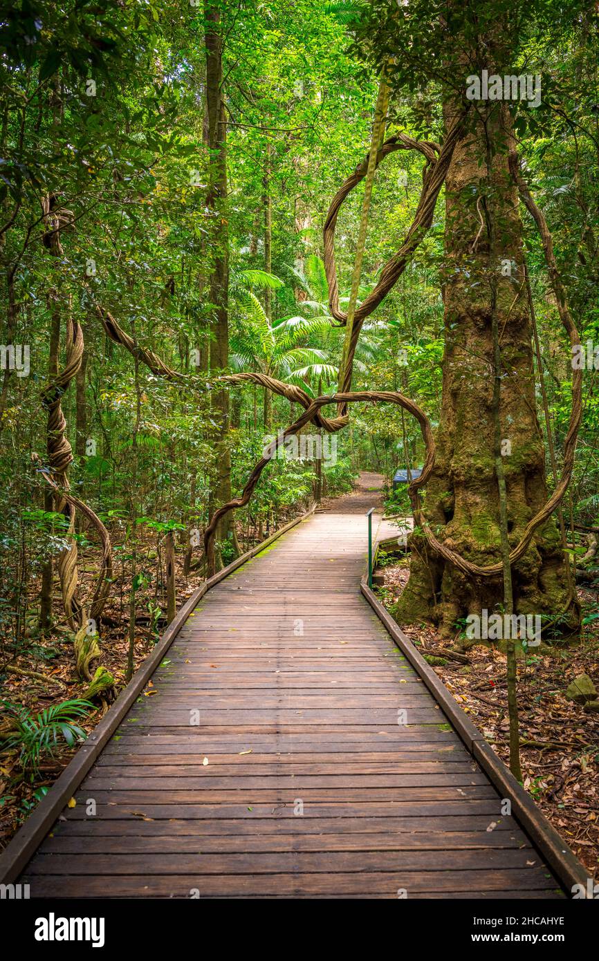 Das Mary Cairncross Scenic Reserve umfasst 55 Hektar subtropischen Regenwald mit Blick auf die Landschaft der Glass House Mountains Stockfoto