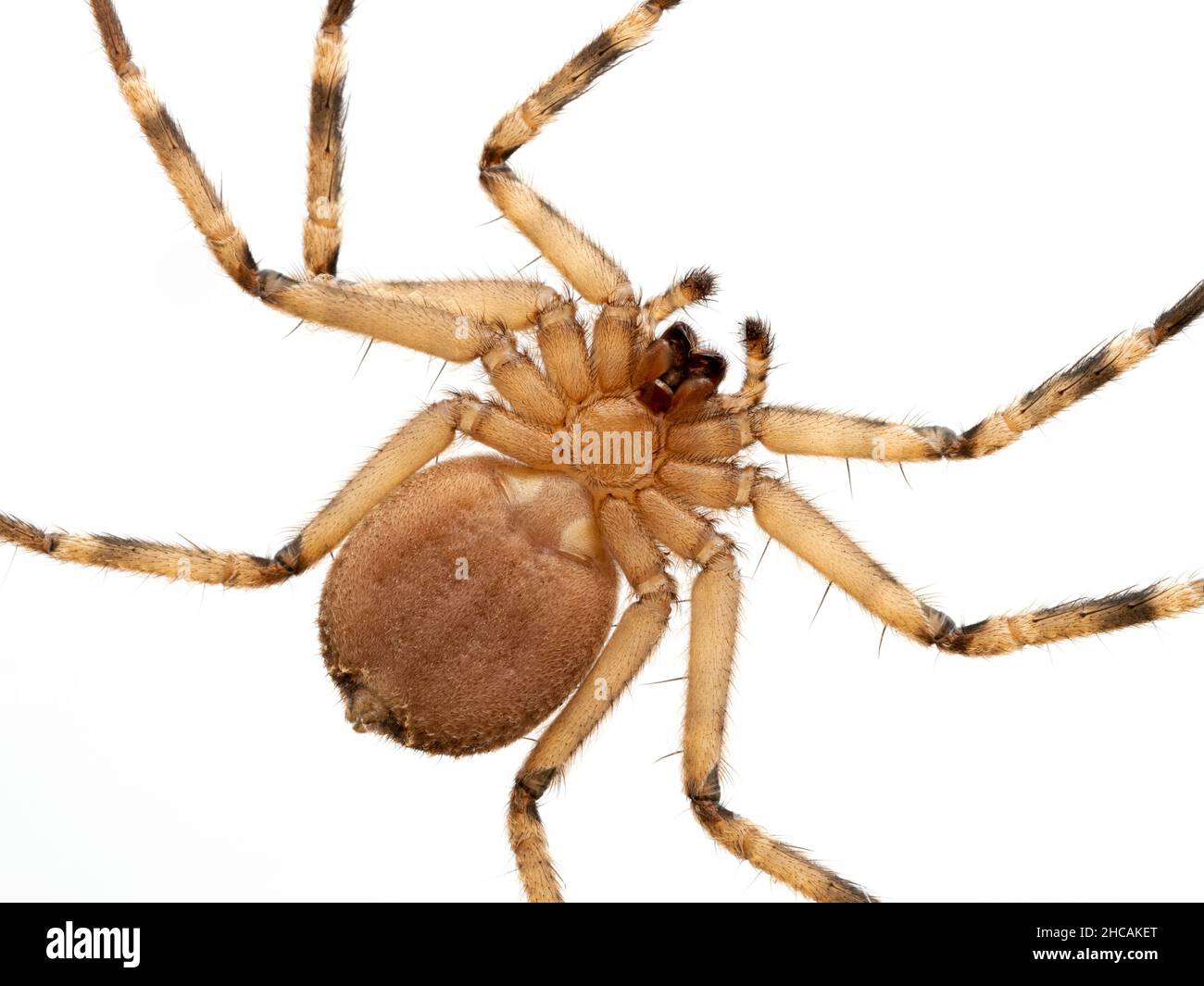 Nahaufnahme der Unterseite einer Plattspinne (Selenops rediatus), die die Morphologie der echten Spinnen zeigt. Isoliert Stockfoto