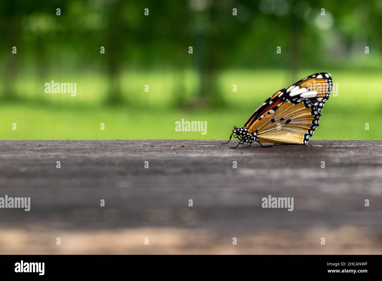 Schmetterling auf einer Bank mit einer Unschärfe von Bäumen im Hintergrund. Stockfoto
