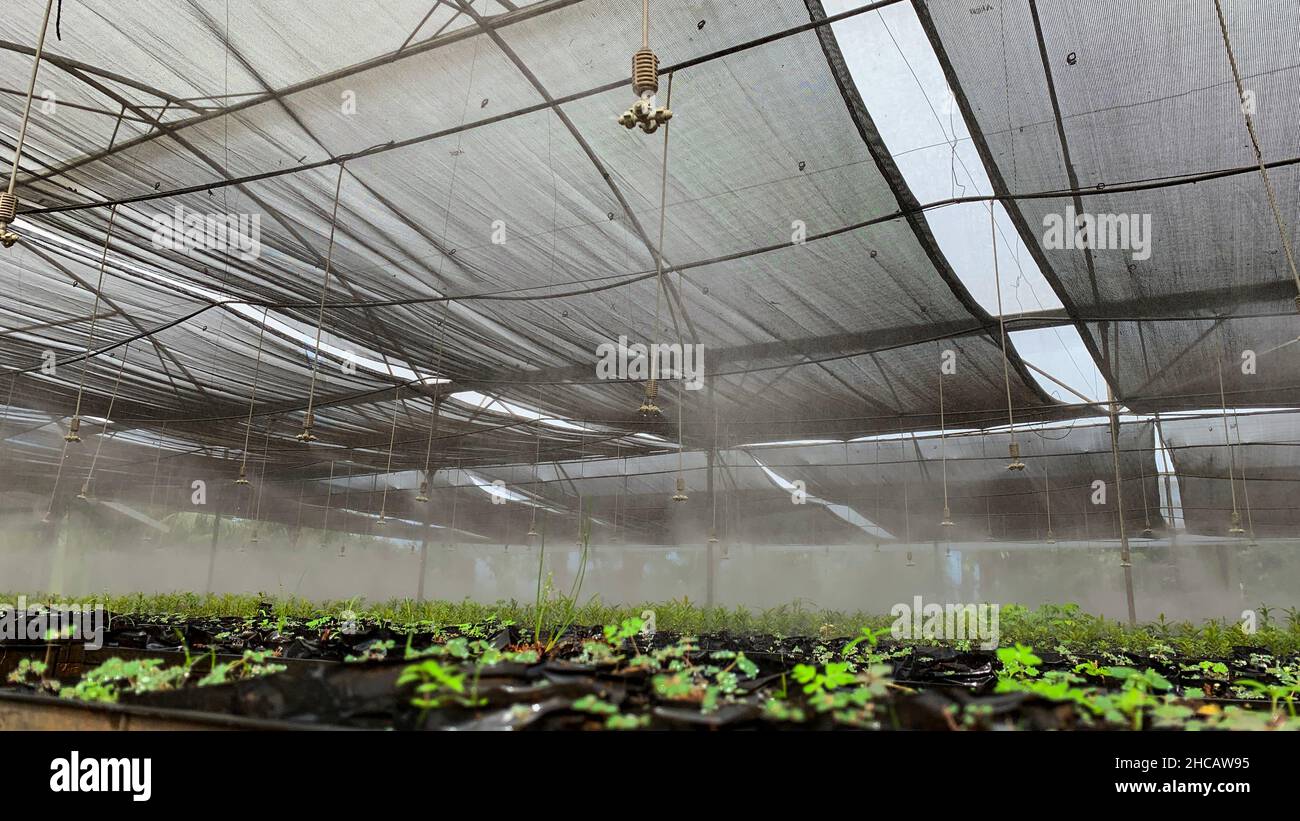 Bewässerung mit Sprinklersprühnebel im Gewächshaus Stockfoto