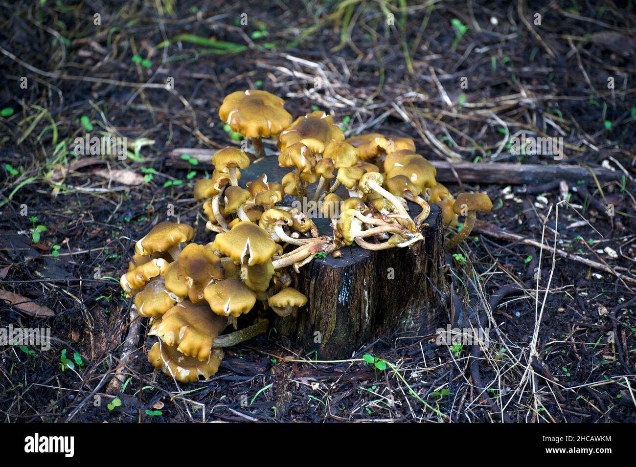 Ich denke, diese gelben Pilze sind Austernpilze (Pleurotus spp), konnte sie aber nicht in meinen Nachschlagewerken finden. Viele seltsame Pilze nach den Feuern. Stockfoto