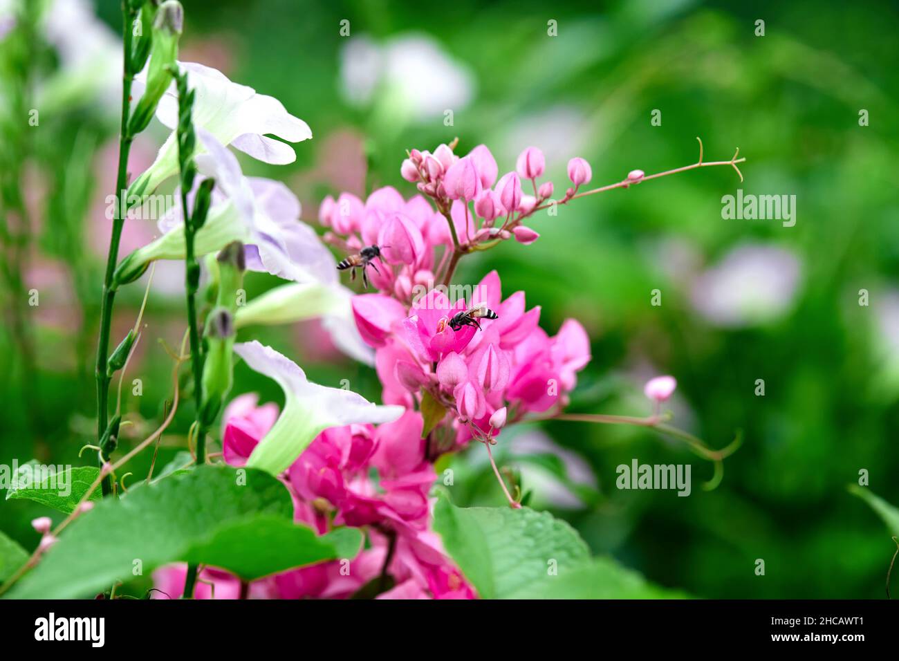 Nahaufnahme von mexikanischen Kriechkerkaneeren oder Korallenblüten im Garten Stockfoto