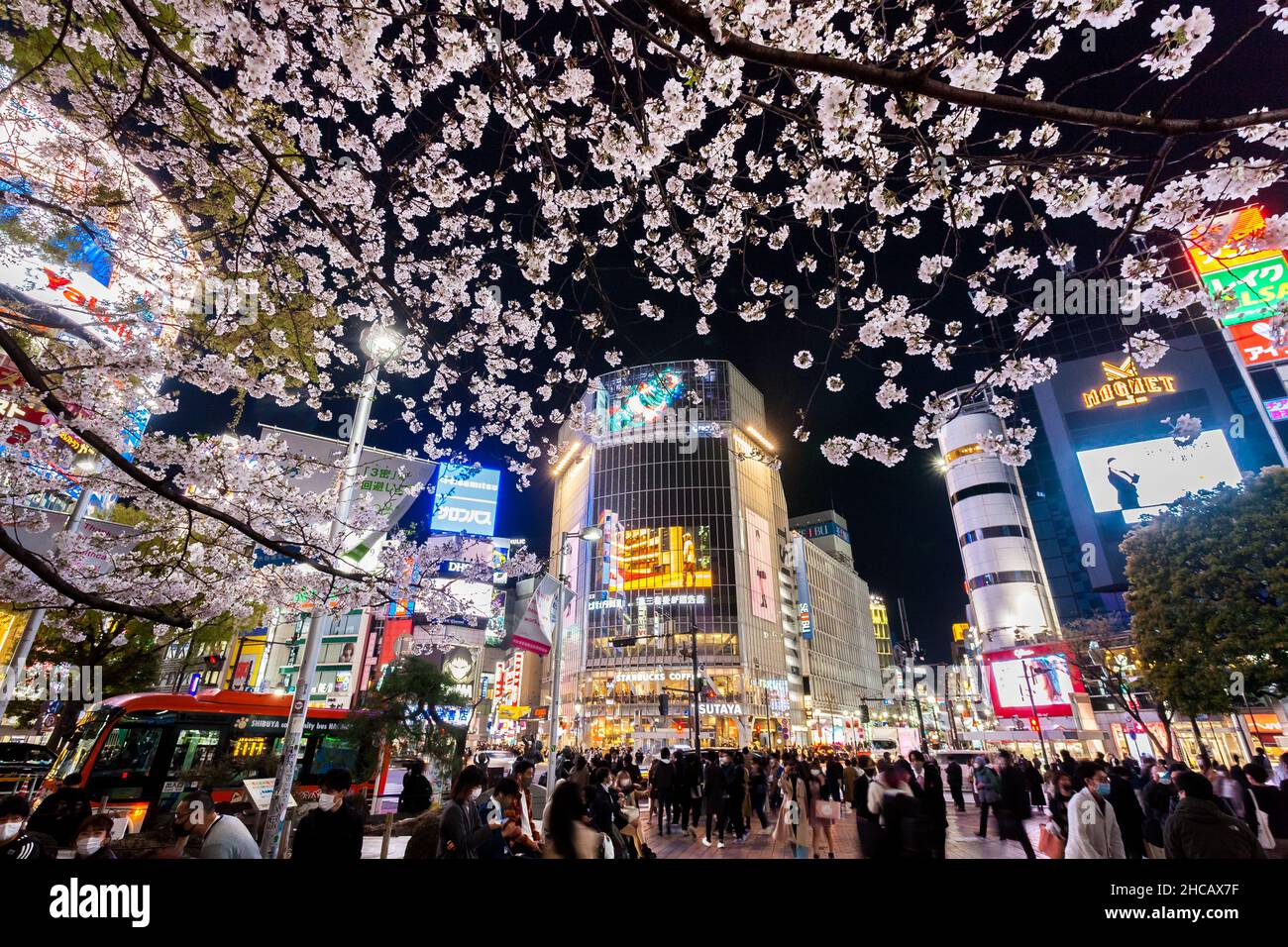 Sakura (Kirschblüte) blüht auf dem hachiko-Platz in Shibuya, Tokio, Japan. Stockfoto