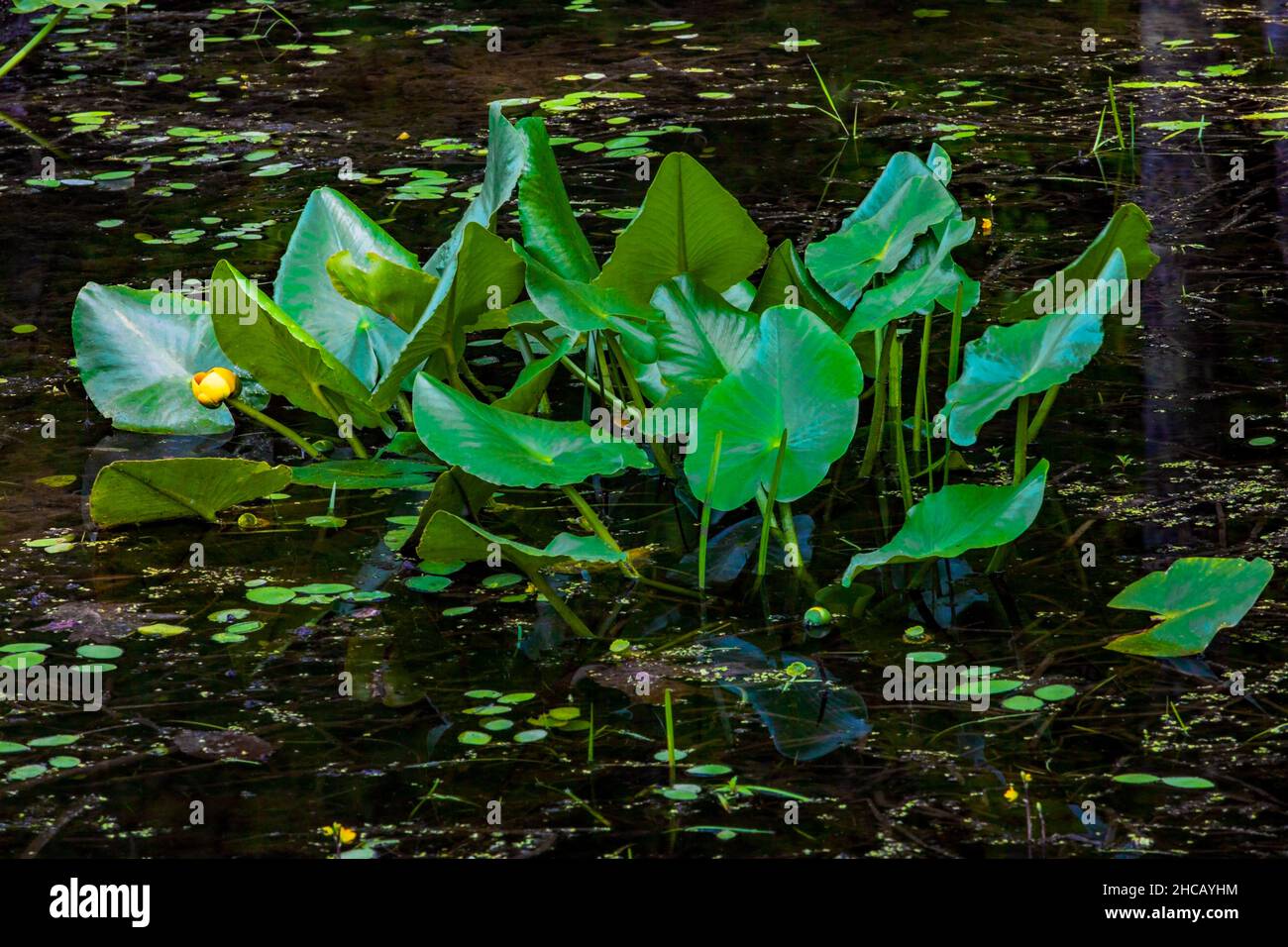 Spatterdock ist eine Wasserpflanze, die in Freiwasser-Feuchtgebieten, Teichen und Seen gefunden wird. Stockfoto