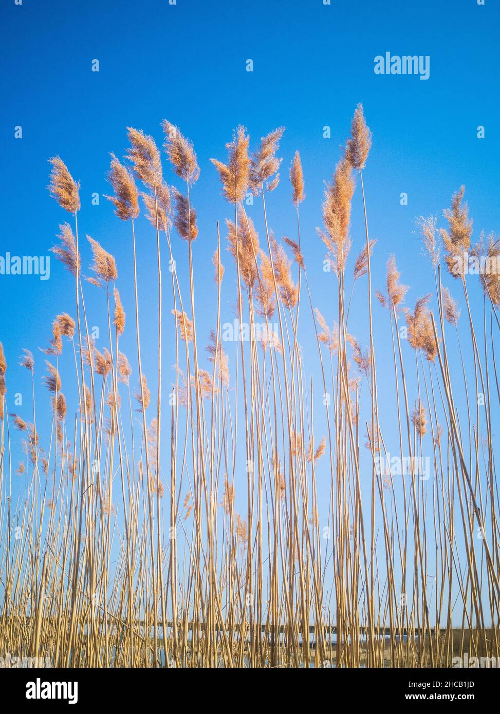 Vertikale Aufnahme von getrockneten Schilfgrasen gegen den blauen Himmel Stockfoto