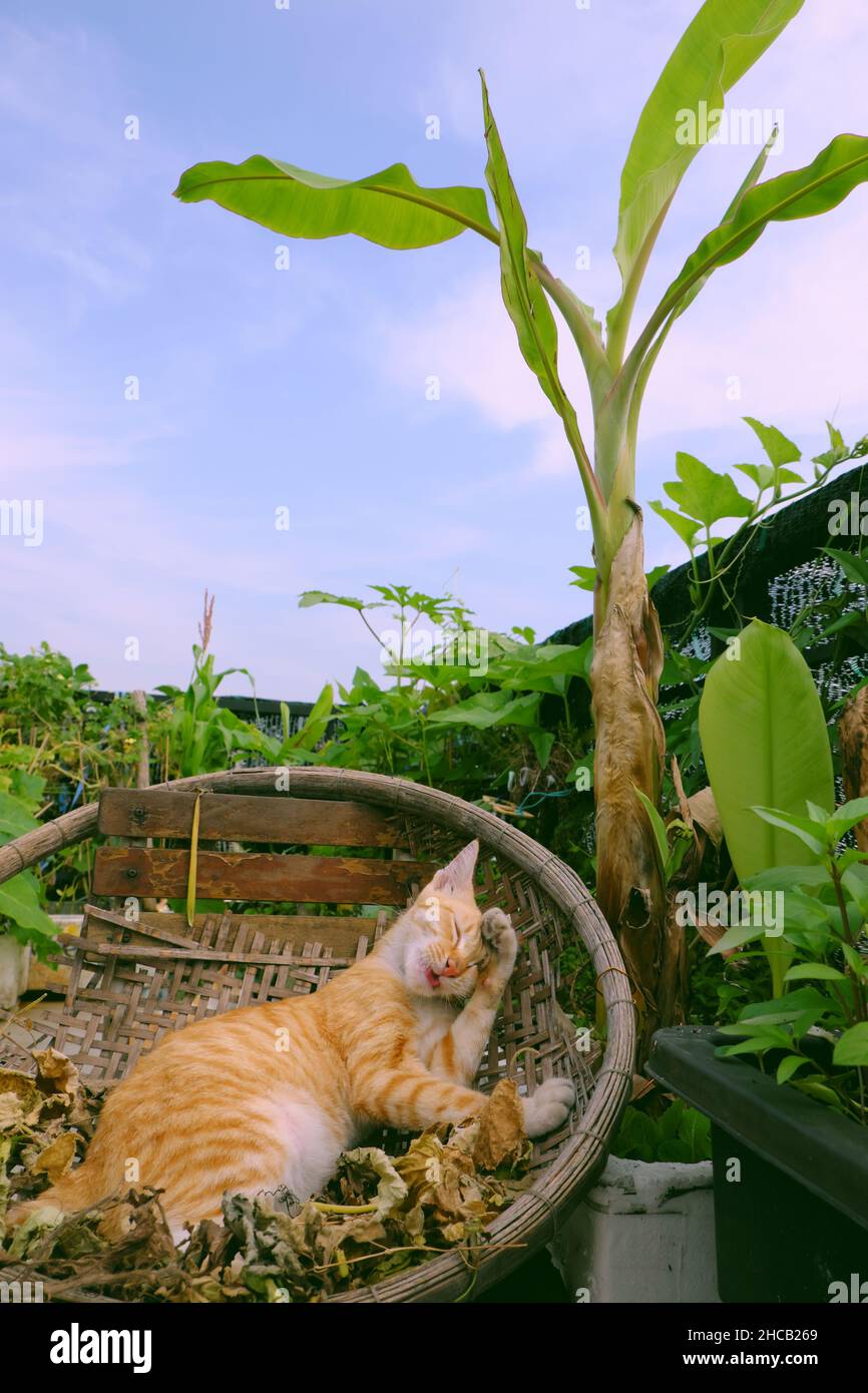 Niedliche gelbe Katze, die im Bambuskorb unter dem Bananenbaum im Dachgarten des Stadthauses, Ho Chi Minh Stadt, Vietnam, liegt Stockfoto