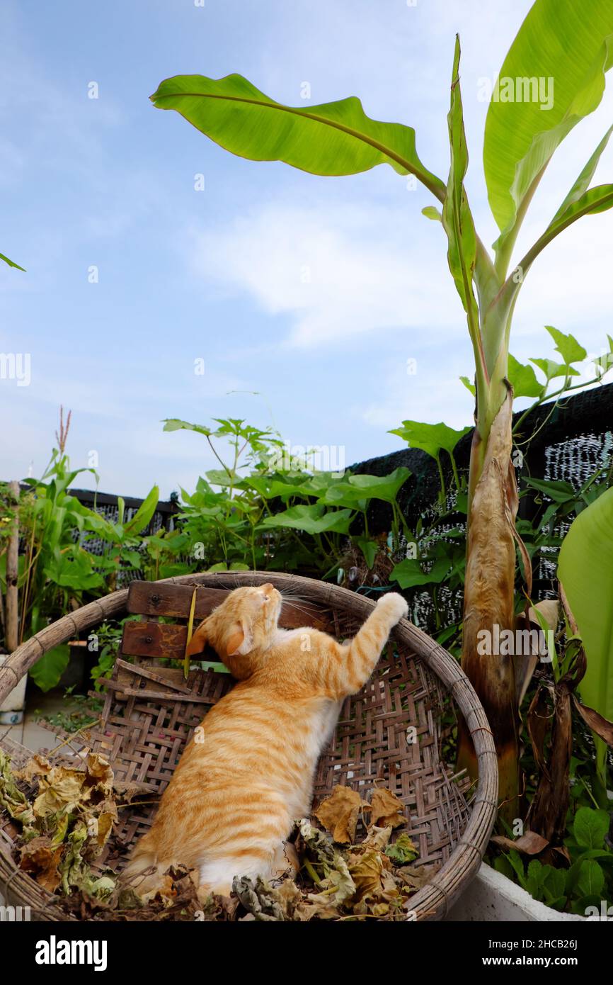 Niedliche gelbe Katze, die im Bambuskorb unter dem Bananenbaum im Dachgarten des Stadthauses, Ho Chi Minh Stadt, Vietnam, liegt Stockfoto