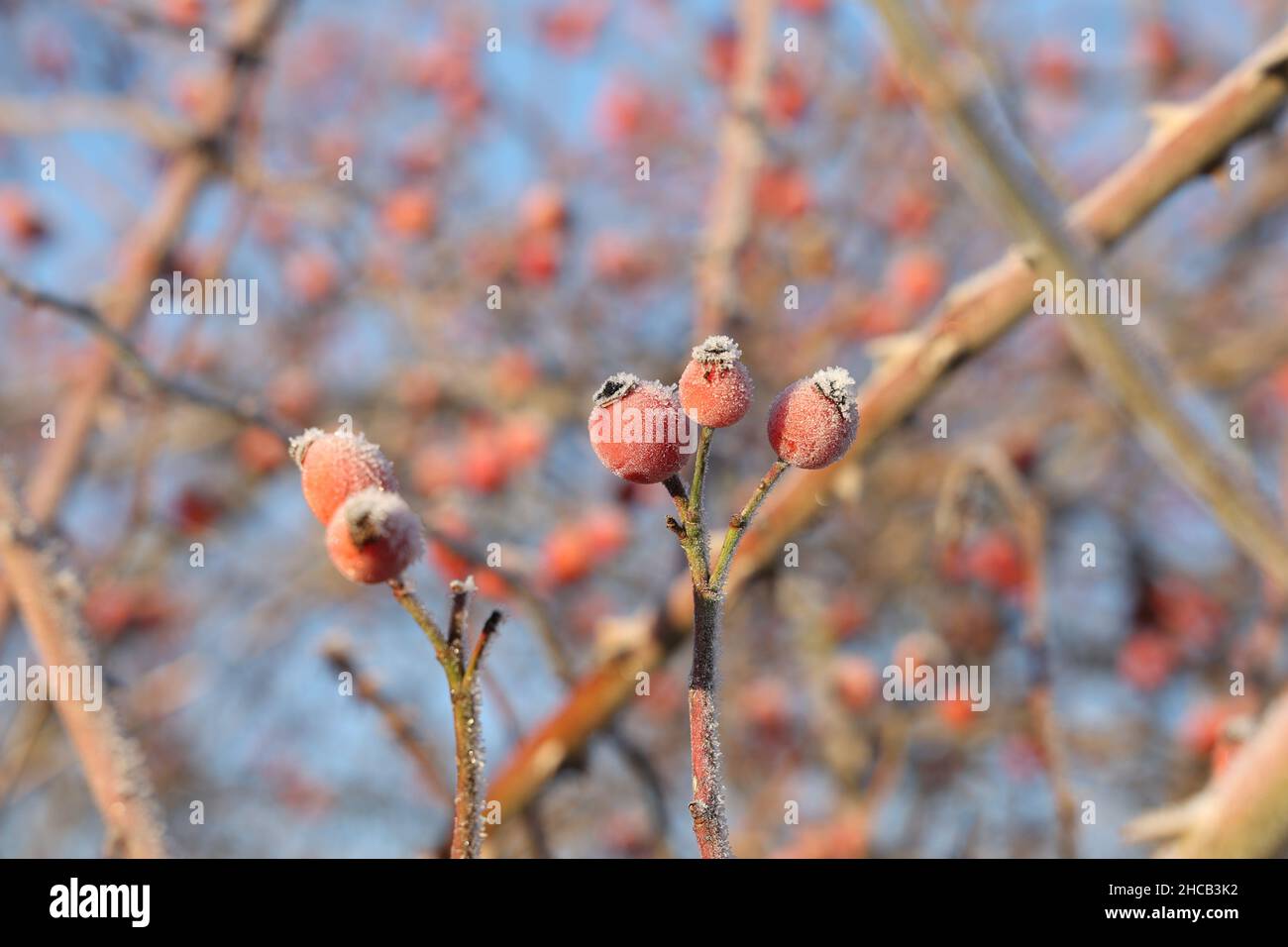 Hagebuttenbeeren sind im Winter in der Kälte mit Frost bedeckt Stockfoto
