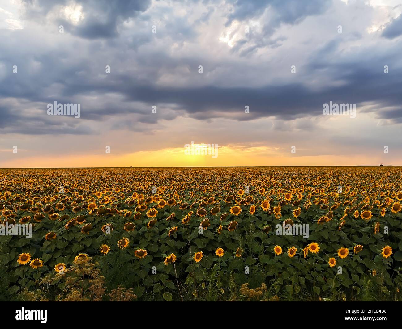 Sonnenblumen Feld mit mistic Himmel bei Sonnenuntergang Stockfoto