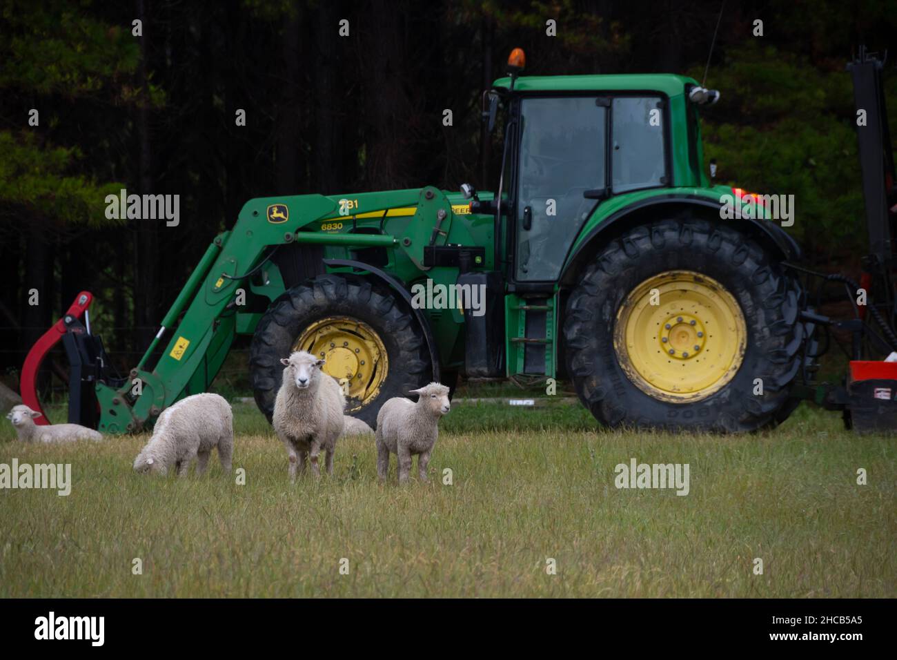 Schafe vor dem geparkten John Deere Traktor, Glenburn, Wairarapa, North Island, Neuseeland Stockfoto