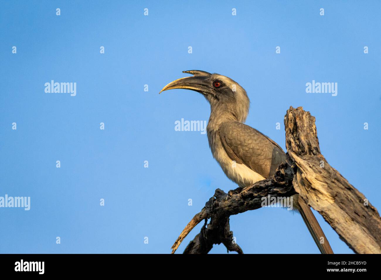 indische graue Hornbill oder Ocyceros birostris Porträt thront im keoladeo Nationalpark oder bharatpur Vogelschutzgebiet rajasthan indien Stockfoto