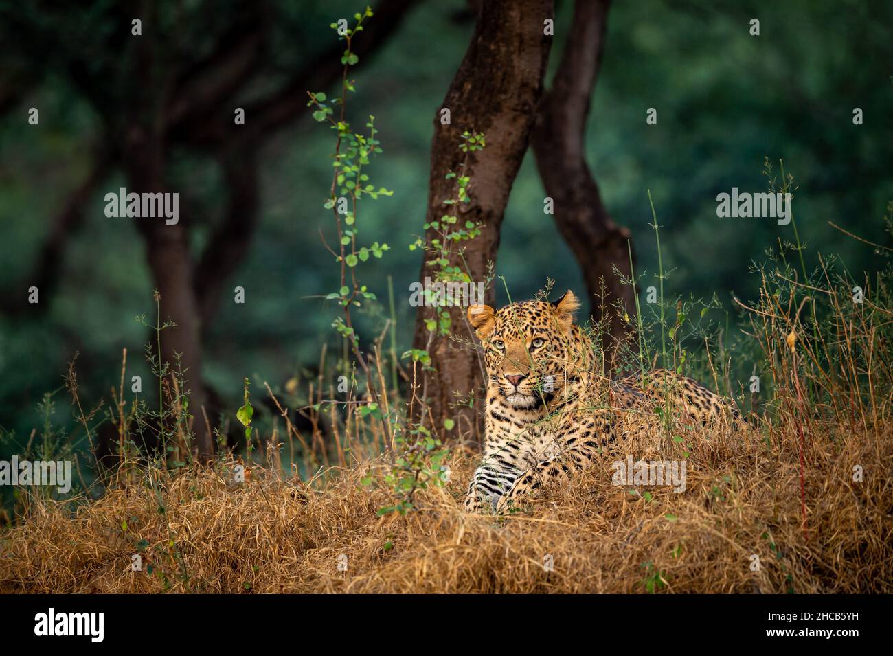 Wilder männlicher Leopard oder Panther, der im Winter auf natürlichem grünem Hintergrund im Wald mittelindiens ruht - panthera pardus fusca Stockfoto