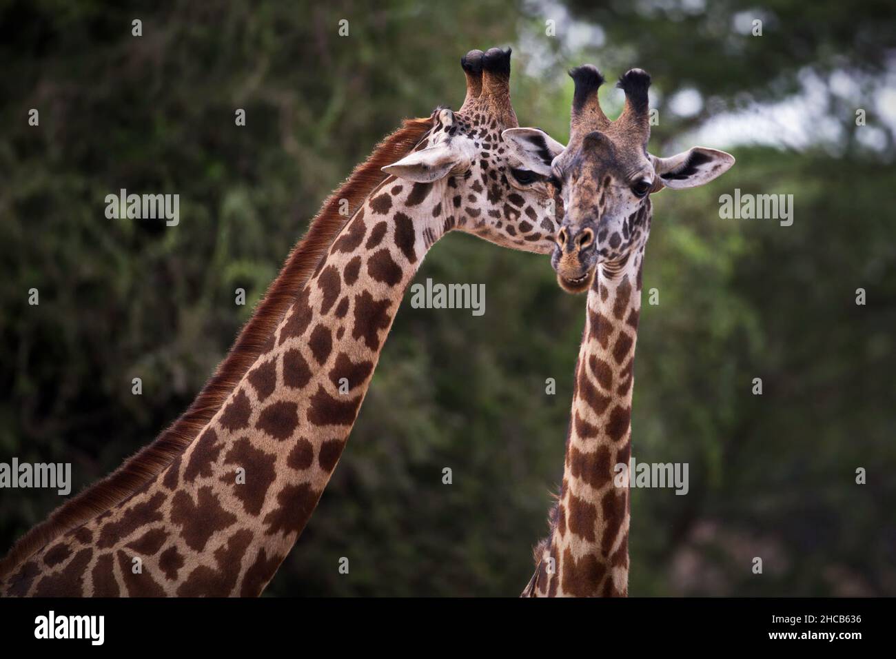 Ein paar niedliche Giraffen in Tansania Stockfoto