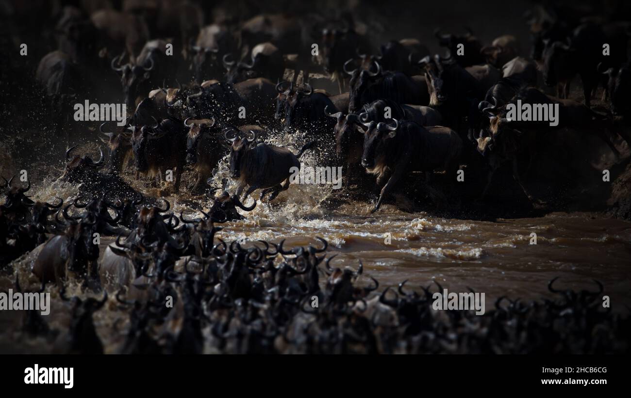 Gruppe von Büffeln in Tansania Stockfoto