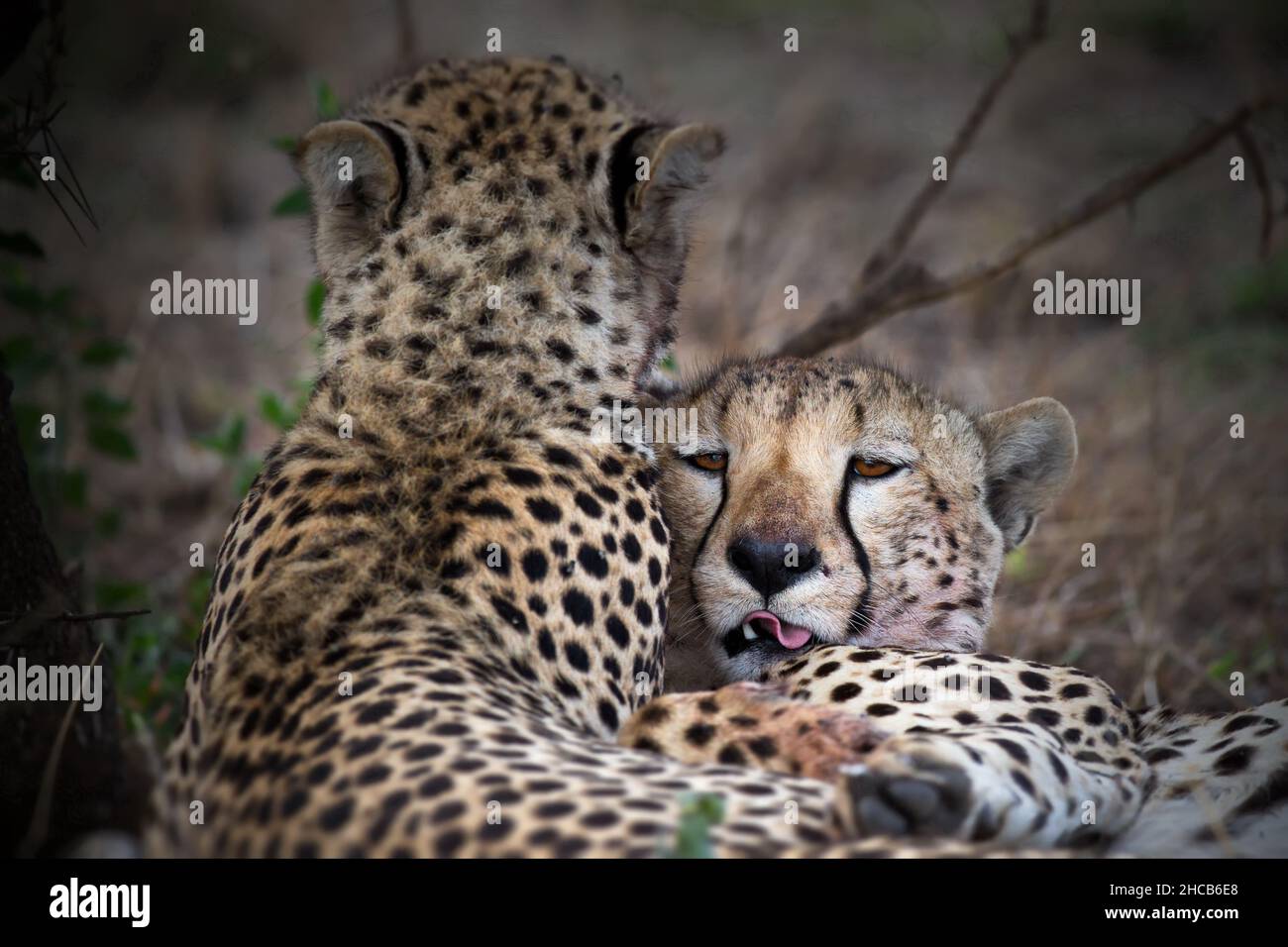 Feld mit schönen Leoparden in Tansania bei Tageslicht Stockfoto