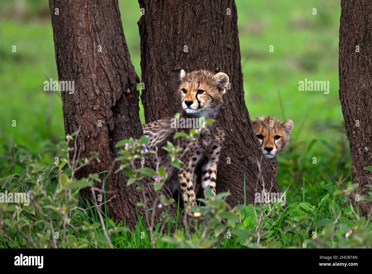 Baby Geparden (Acinonyx jubatus) auf dem Gras in der Nähe von Bäumen in Tansania Stockfoto