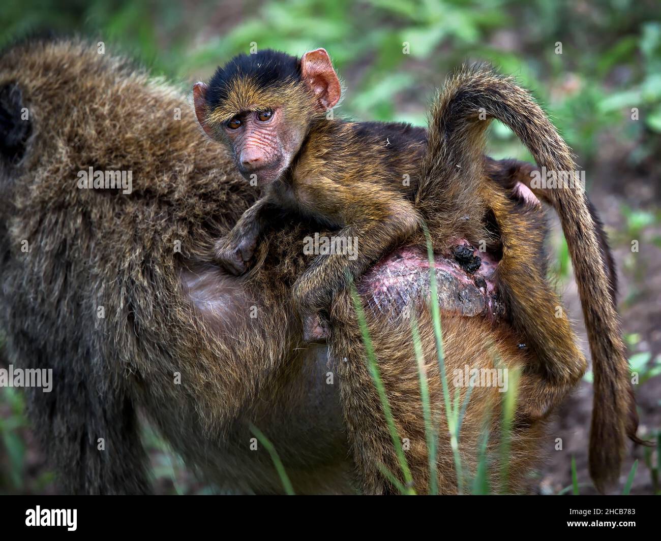 Nahaufnahme von Affen in der Natur Tansanias bei Tageslicht Stockfoto