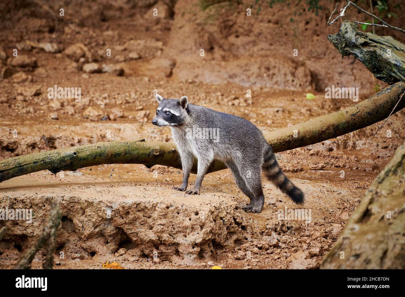 Waschbär (Procyon lotor), Sierpe, Corcovado National Park, Osa Peninsula, Costa Rica, Mittelamerika Stockfoto