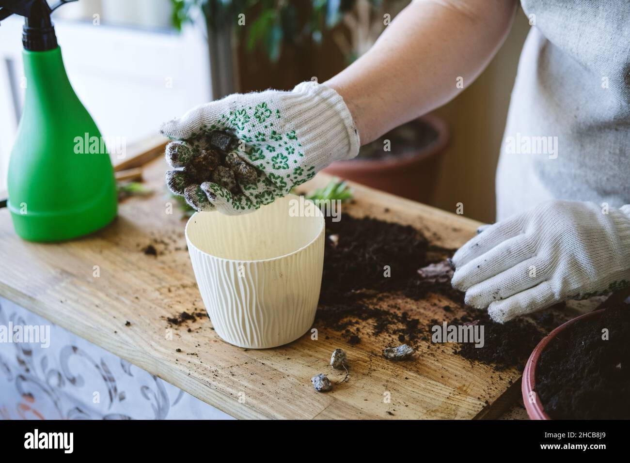 Frhling Zimmerpflanzen Pflege, repotting Zimmerpflanzen. Pflanzen von  Zimmerpflanzen in Tpfen, Drainage fr Zimmerpflanzen. Kleine Kieselsteine,  Hydrogranulate, Ton Stockfotografie - Alamy