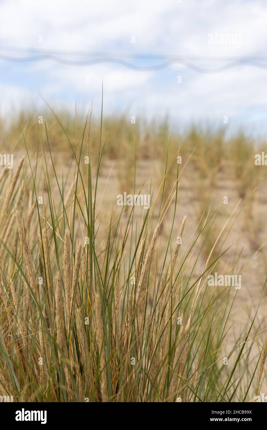 Dünengras als Schutz für die Düne und auch Lebensraum für Tiere und Insekten im Sommer. Stockfoto