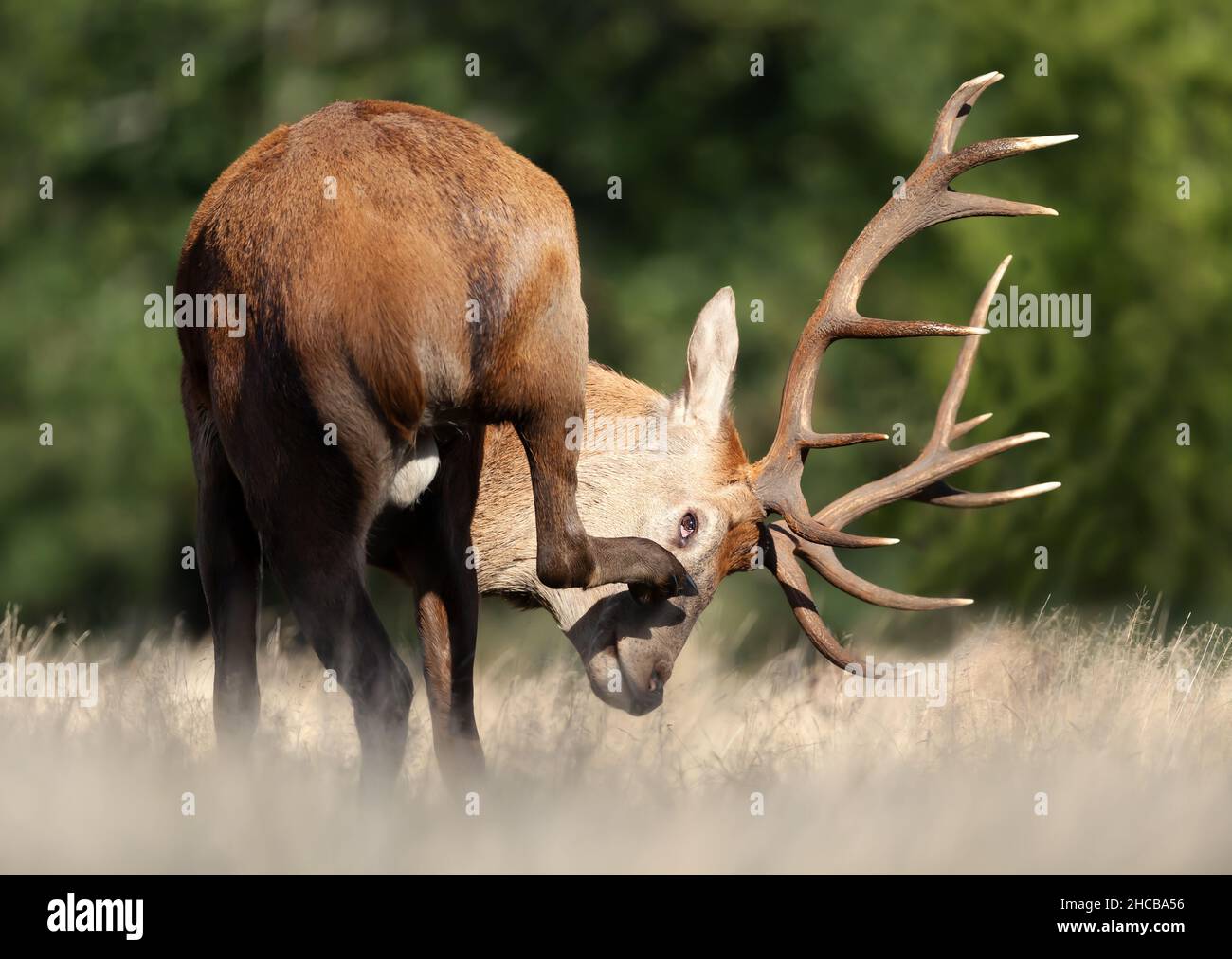 Porträt eines Rothirschhirsches im Herbst, Großbritannien. Stockfoto