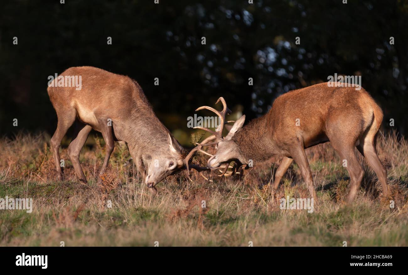 Nahaufnahme von Hirschen, die während der Brunftzeit im Herbst in Großbritannien kämpfen. Stockfoto