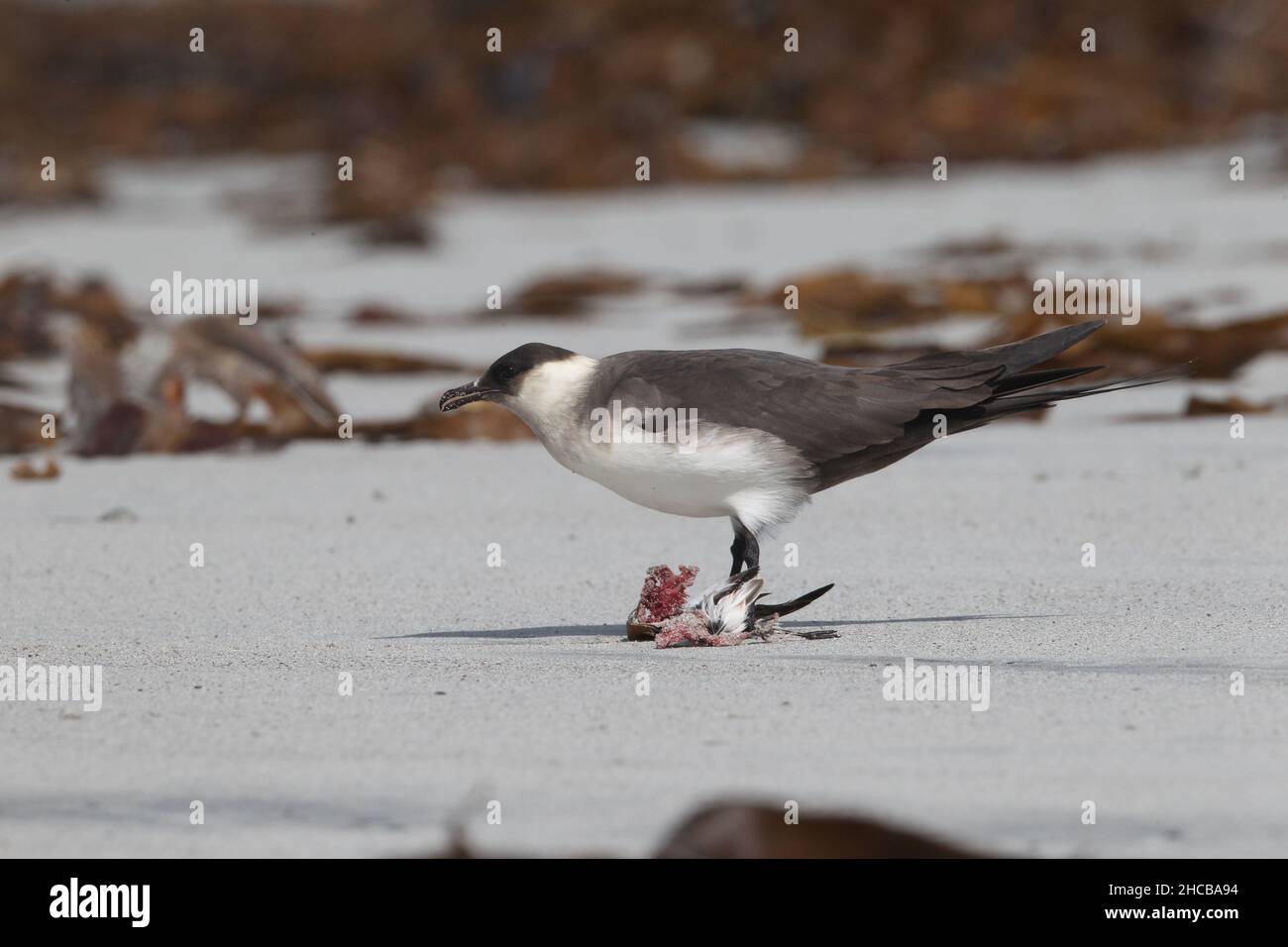 Dieses Paar arktischer Skua fing den sanderling im Flug, bevor er ihn verzehrt hatte. Zerreißen des Korpus manchmal zusammen. Stockfoto