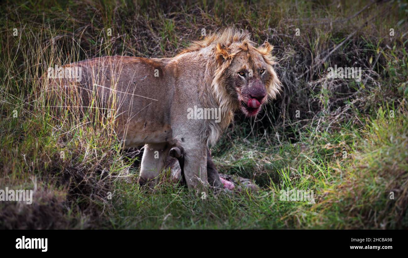 Löwe frisst seine Beute in Masai Mara, Kenia Stockfoto