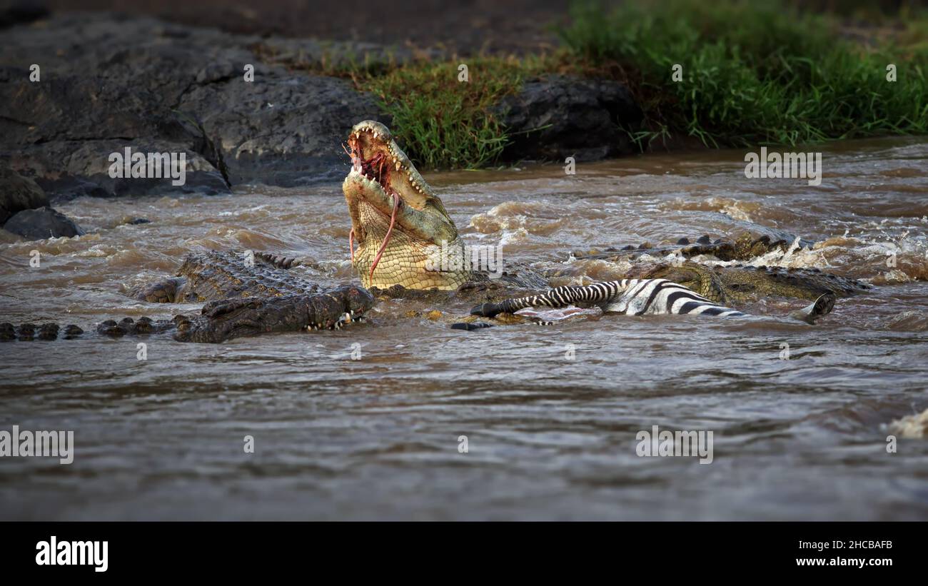 Gruppe von Alligatoren, die Zebras in einem Fluss in Masai Mara, Kenia, jagen Stockfoto