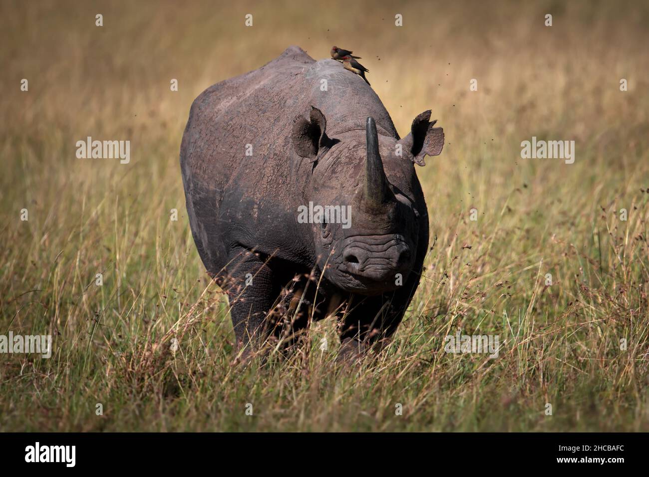 Schwarzes Nashorn (Diceros bicornis) in einem grasbewachsenen Feld in Masai Mara, Kenia Stockfoto