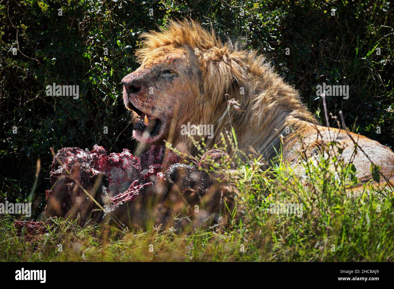 Löwe frisst seine Beute in Masai Mara, Kenia Stockfoto