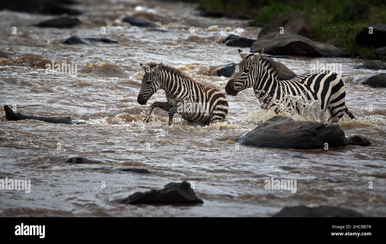 Zebras überqueren den Fluss in Masai Mara, Kenia Stockfoto