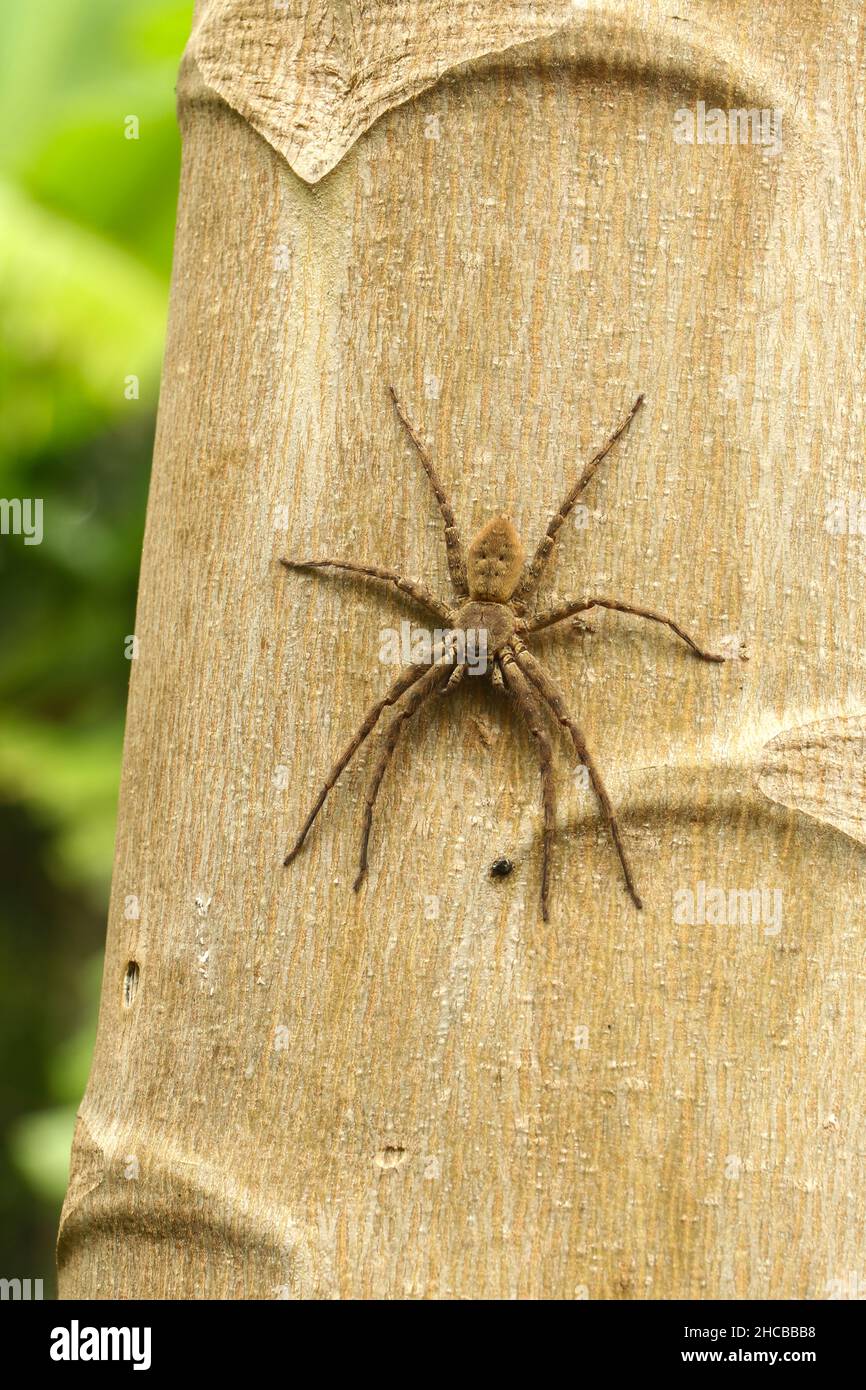 Running Crab Spinne Porträt. Philodromus-Arten, laufende Krabbenspinne Stockfoto