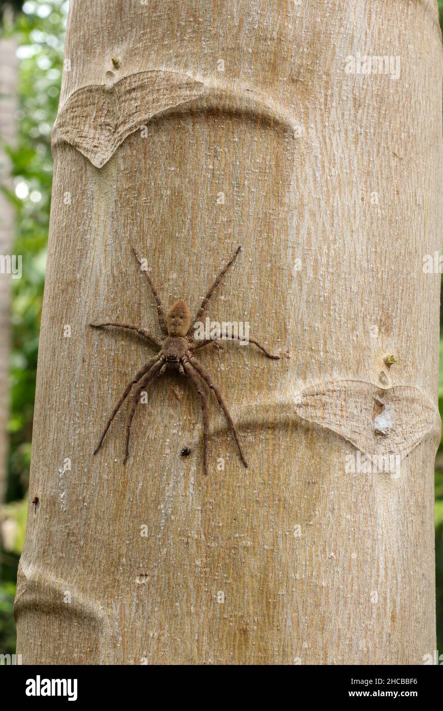 Running Crab Spinne Porträt. Philodromus-Arten, laufende Krabbenspinne Stockfoto