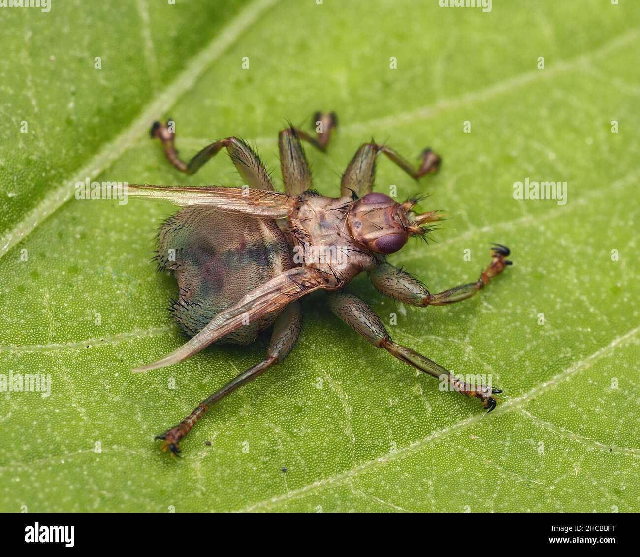 Dorsale Ansicht der Moorfliege (Stenepteryx hirundinis). Tipperary, Irland. Stockfoto