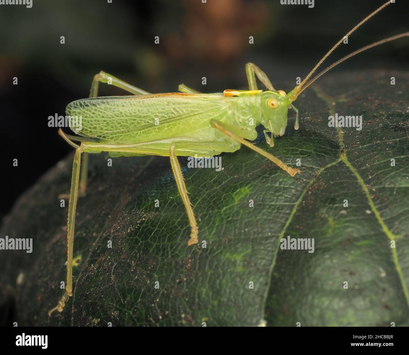 Männliche Eiche Bush-Cricket (Meconema thalassinum), die auf einem Eichenblatt thront. Tipperary, Irland. Stockfoto