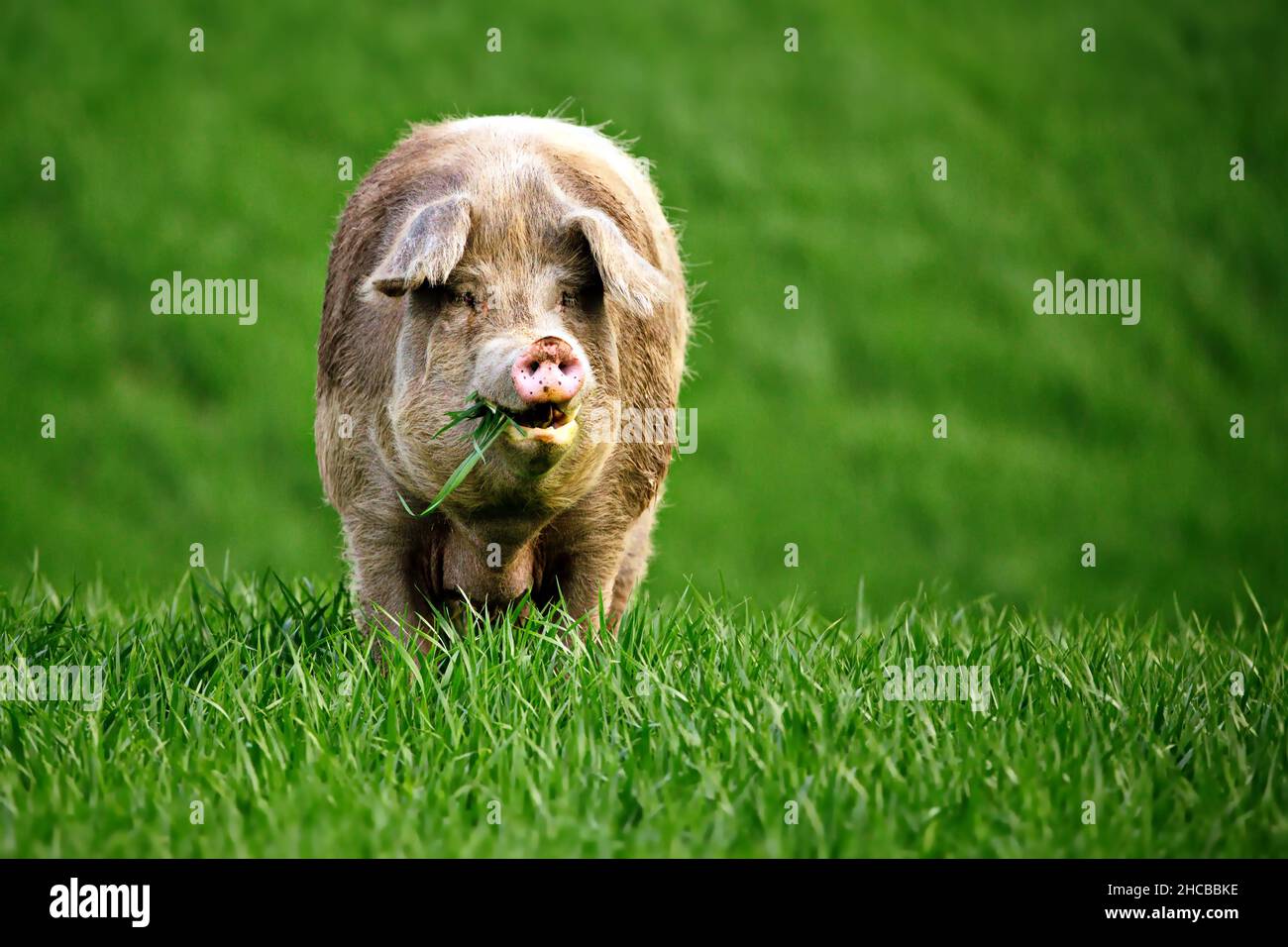 Flache Fokusansicht eines niedlichen fetten Schweins auf Grasland in Toscana, Italien Stockfoto