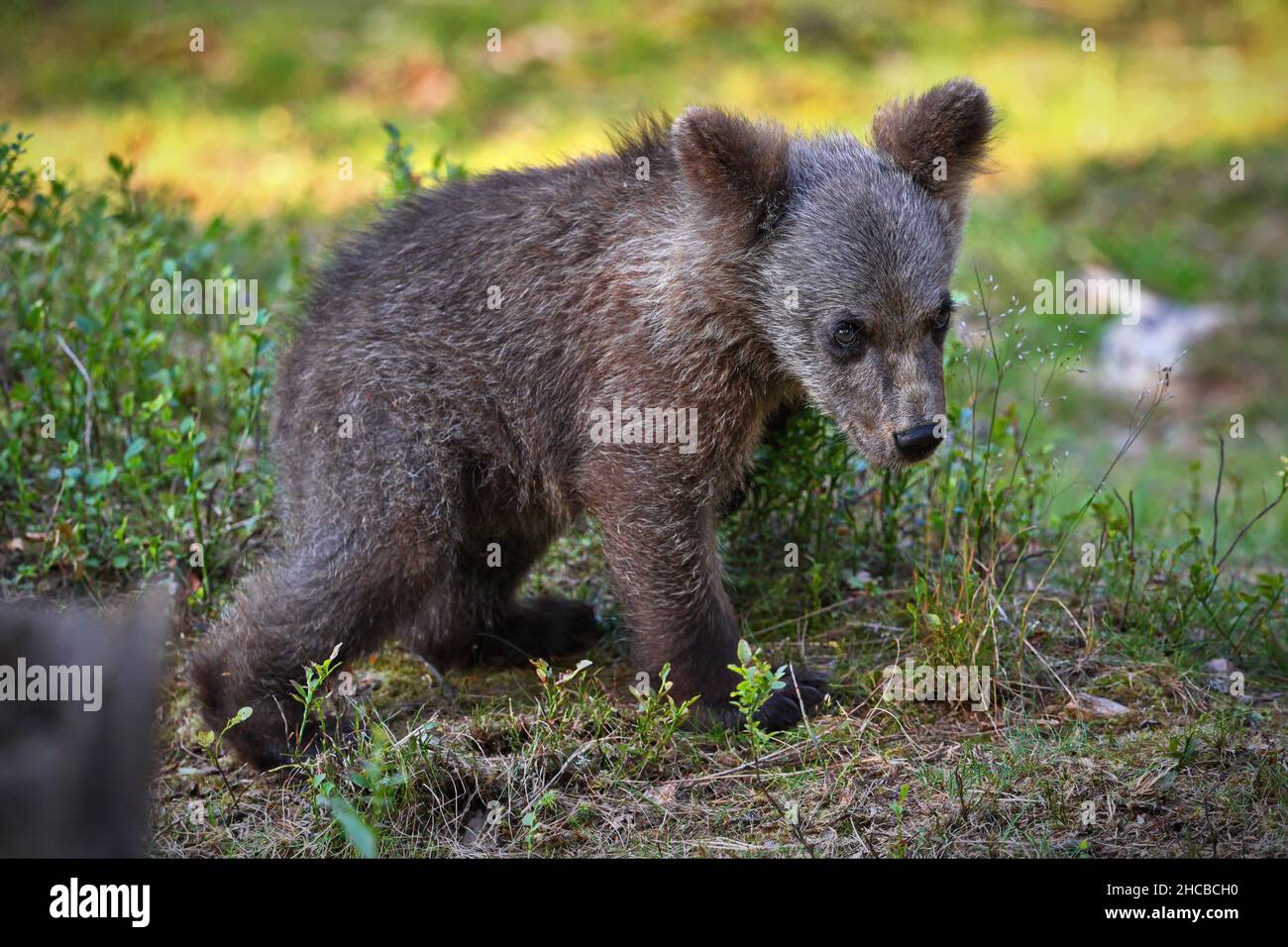Nahaufnahme eines Grizzlybären in einem grünen Wald in Finnland mit verschwommenem Hintergrund Stockfoto