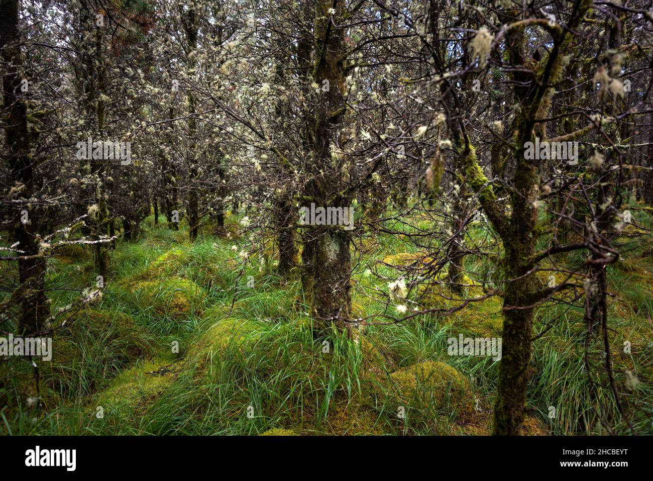 Moosbedeckte Bäume in einem märchenhaften irischen Wald. Die Äste sind mit weißem Moos bedeckt und auf dem Boden eine Decke aus grünen Moosen. Stockfoto