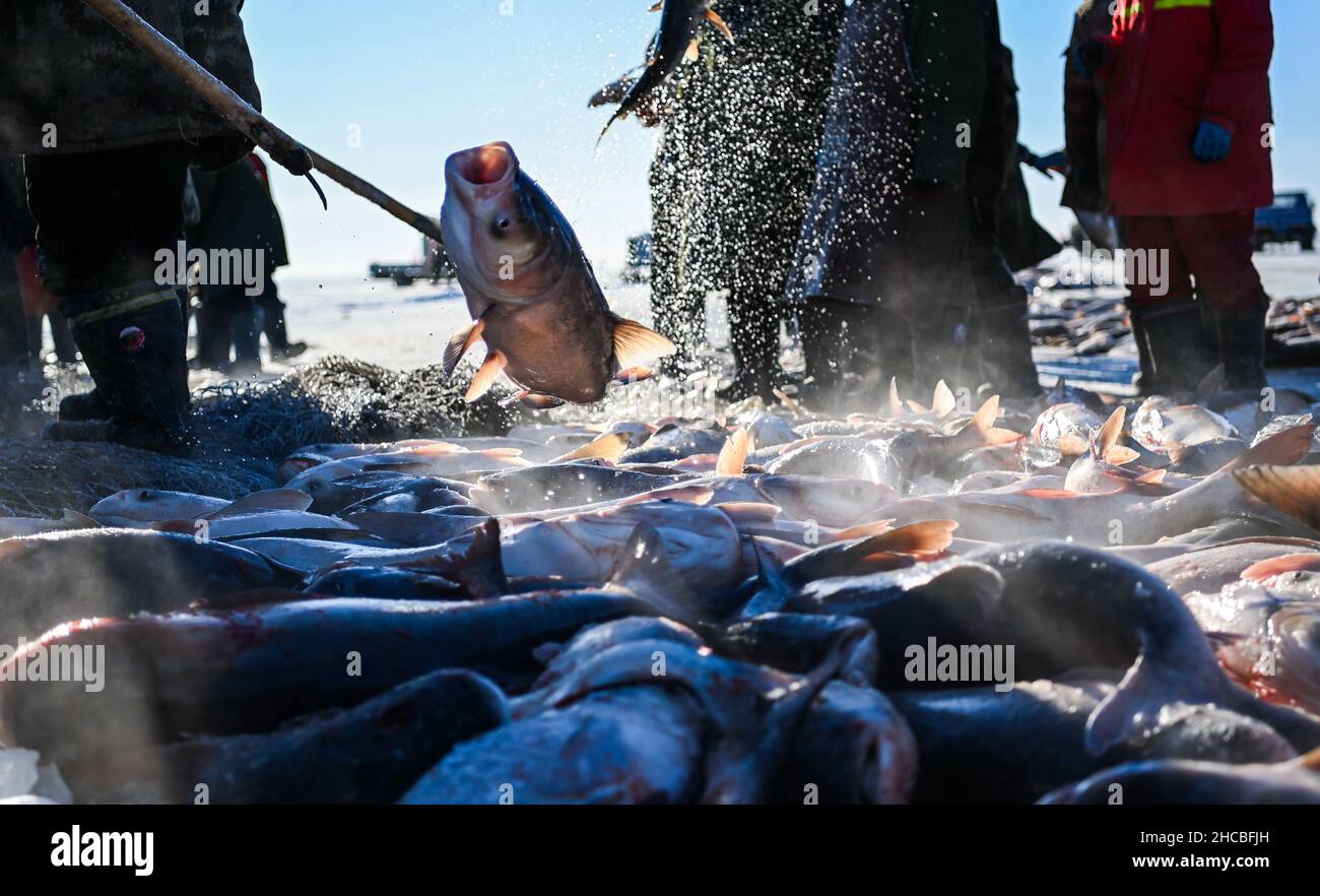 Songyuan, Chinas Provinz Jilin. 26th Dez 2021. Fischer ernten Fisch am Chagan-See in Songyuan, nordöstlich der Provinz Jilin, 26. Dezember 2021. Jahrhundertelang haben Fischer und Frauen, die am See leben, die Tradition des Eisfischens am Leben erhalten - man bohrt Löcher durch dickes Eis und legt Netze unter, um Fische zu fangen. Die Technik wurde als eine Form des immateriellen Kulturerbes auf nationaler Ebene aufgeführt. Quelle: Yan Linyun/Xinhua/Alamy Live News Stockfoto