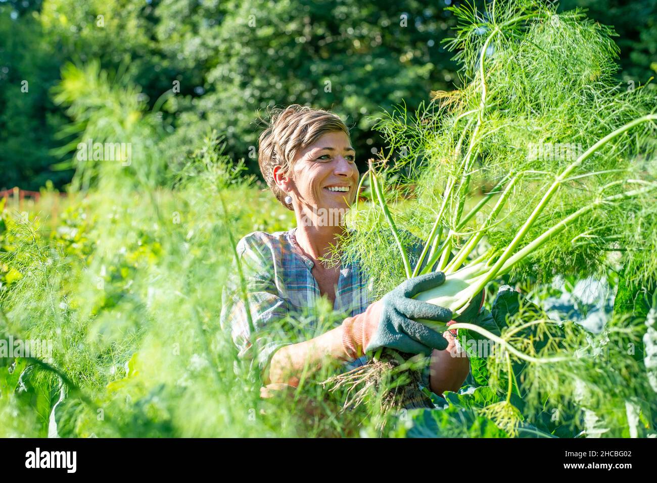 Frau mit Handschuhen beim Fenchel vom Bio-Bauernhof Stockfoto