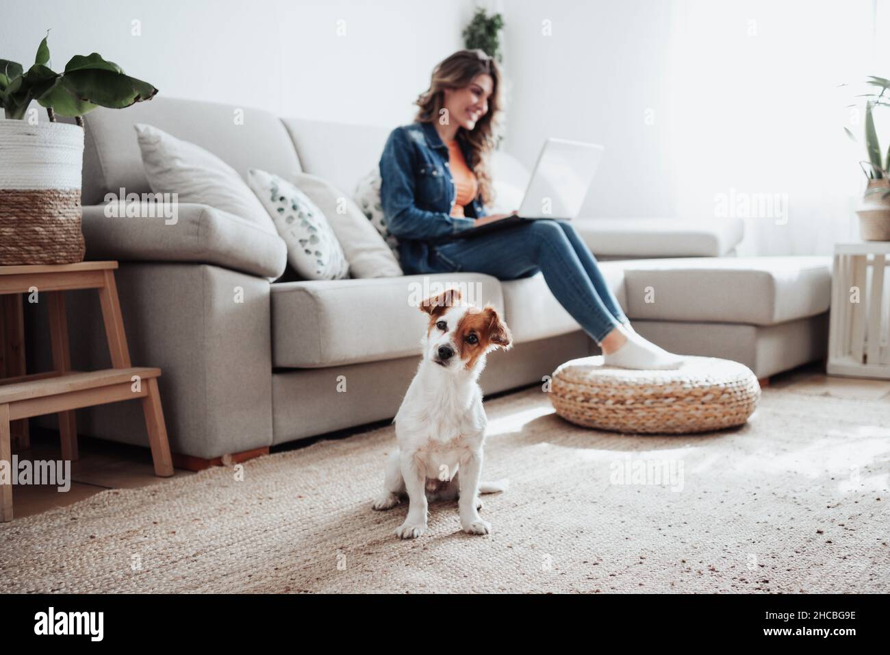 Jack Russell Terrier mit einer Geschäftsfrau, die zuhause im Hintergrund arbeitet Stockfoto