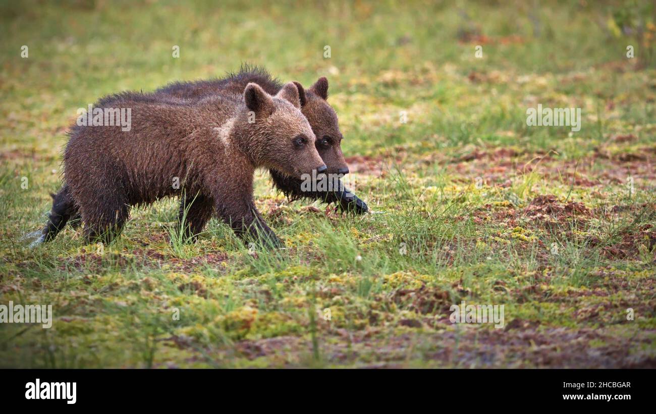 Eine Nahaufnahme von kleinen Grizzlybären, die an einem sonnigen Tag in Finnland in einem Wald spazieren Stockfoto