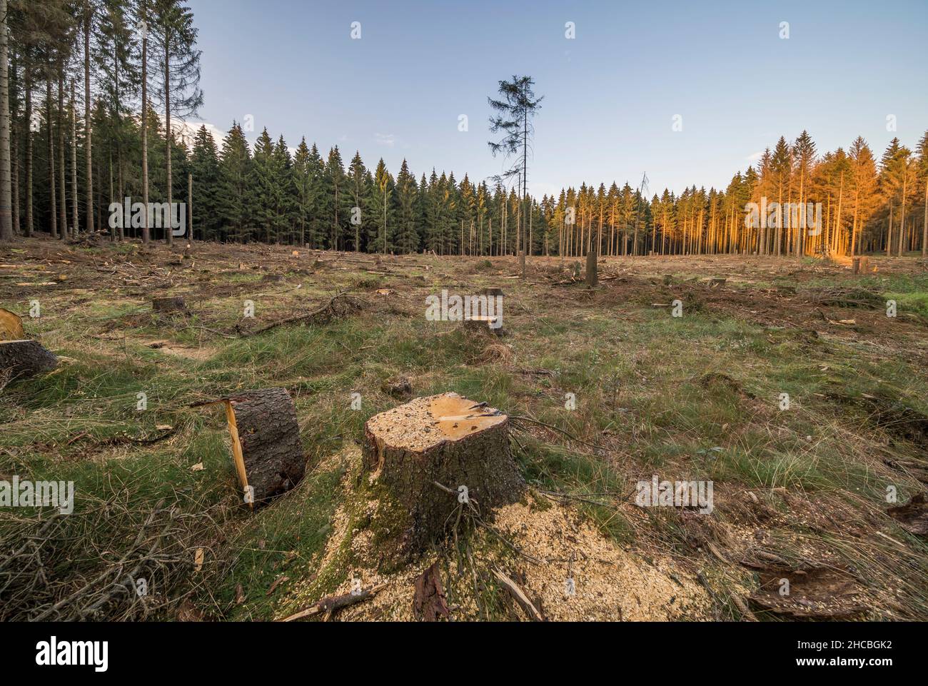 Fichten, die durch Rindenkäfer-Befall beschädigt wurden Stockfoto