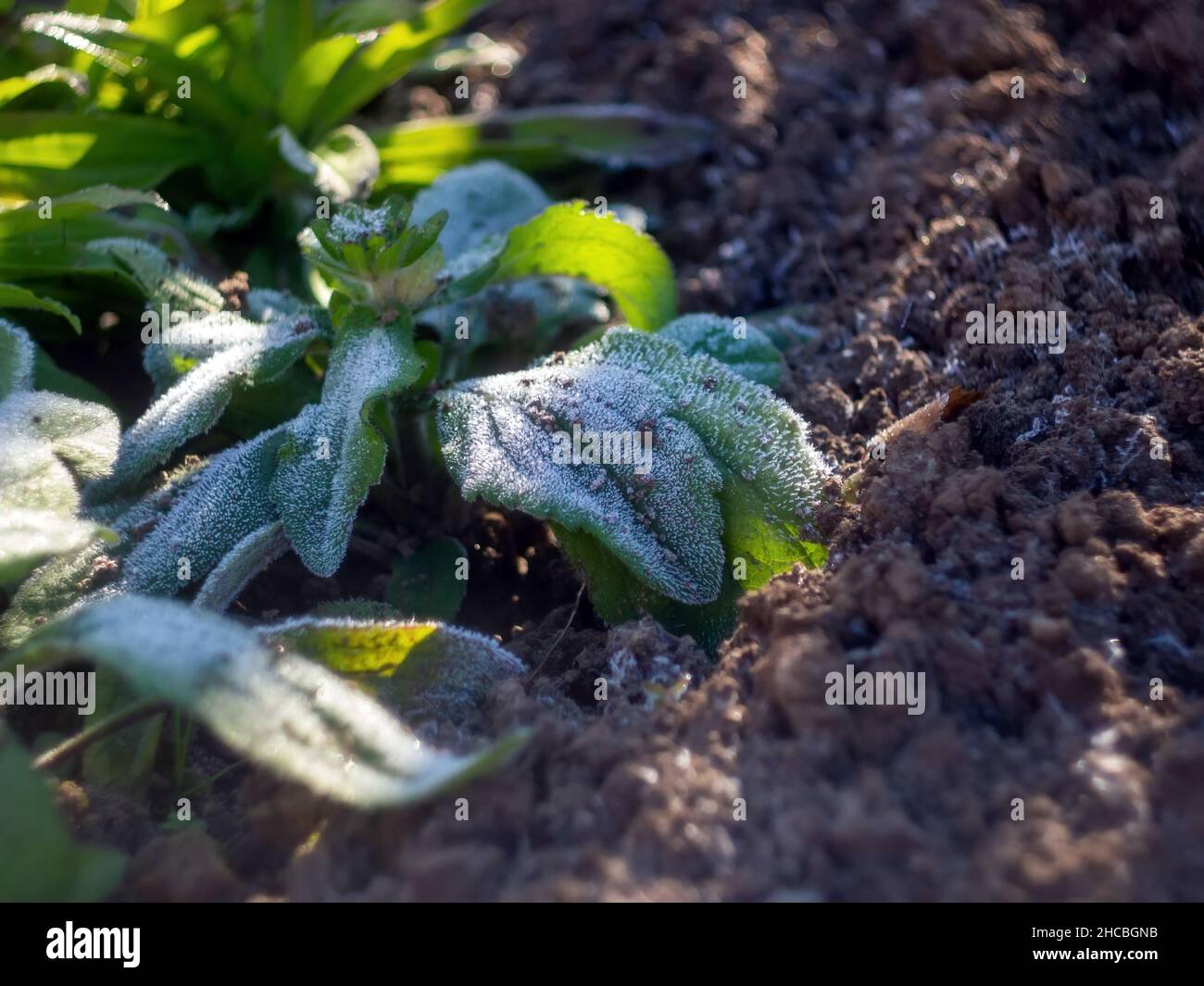 Gartenpflanzen bedeckt mit leichtem Schnee, im Herbst Stockfoto