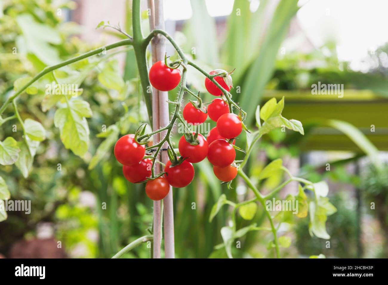 Kirschtomaten, die im Balkongarten angebaut werden Stockfoto